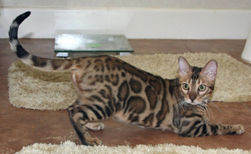 Bengal Kittens for Sale - Bengal Cats Of Summermist