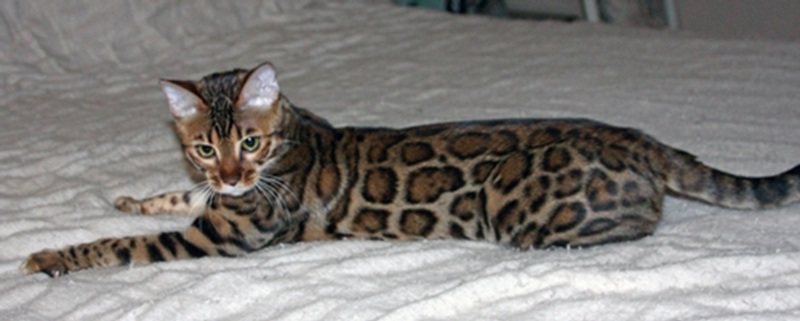 Bengal Kittens for Sale - Bengal Cats Of Summermist