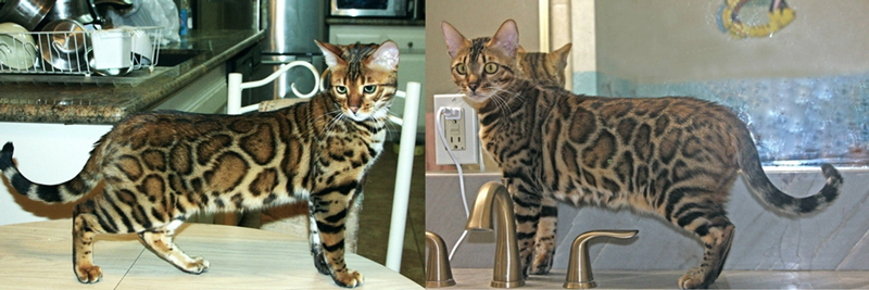 Bengal Kittens for Sale - Bengal Cats Of Summermist