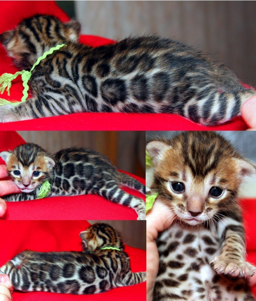 Bengal Kittens San Diego