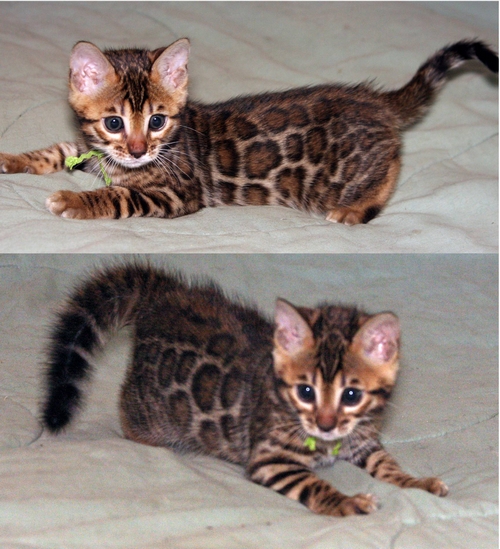 Bengal Kittens San Diego