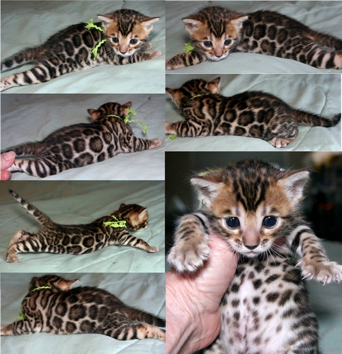 Bengal Kittens San Diego