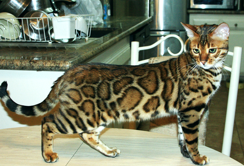Bengal Kittens for Sale - Bengal Cats Of Summermist