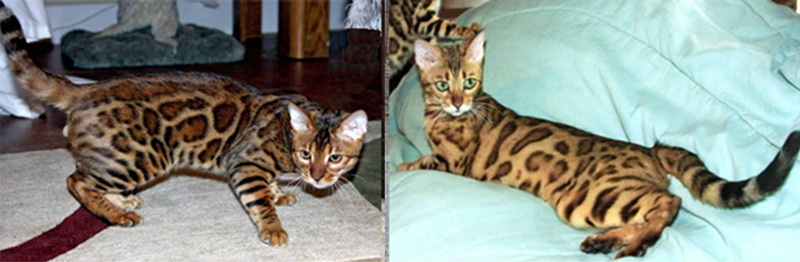 Bengal Kittens for Sale - Bengal Cats Of Summermist