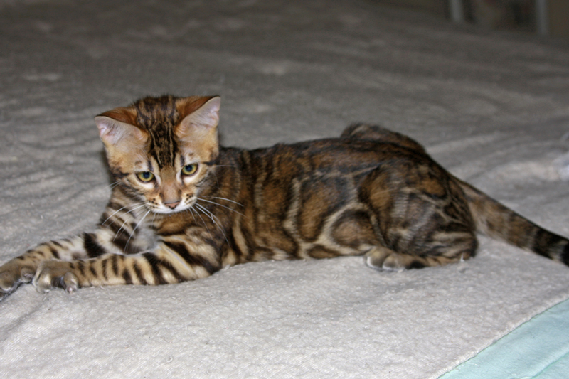 Bengal Kittens for Sale - Bengal Cats Of Summermist
