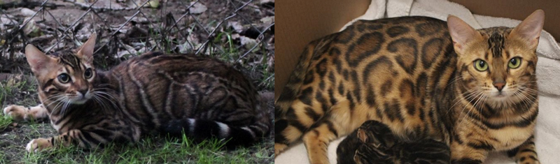 Bengal Kittens for Sale - Bengal Cats Of Summermist