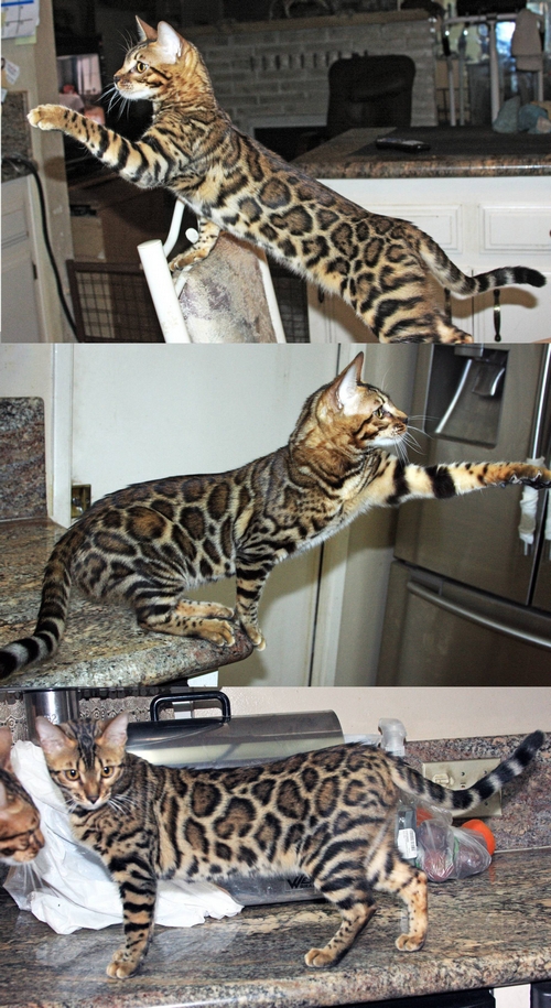 Bengal Kittens for Sale
