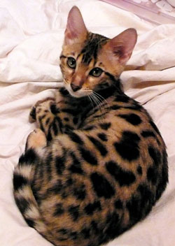 Bengal kittens for sale
