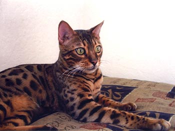 Bengal kittens for sale
