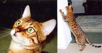 Bengal kittens for sale