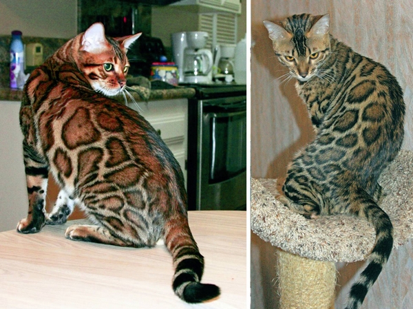 Bengal Cats
