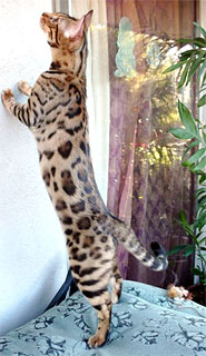 Bengal kittens for sale