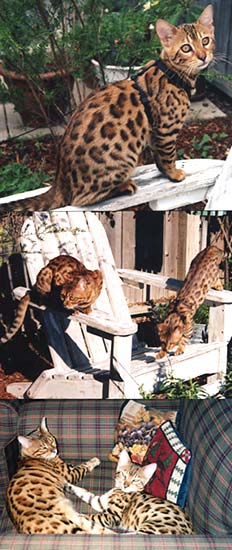 Bengal kittens for sale