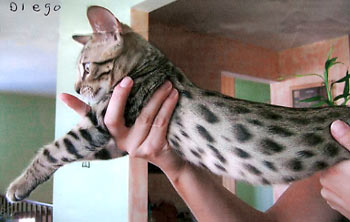 Bengal kittens for sale
