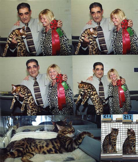 Champion Bengal Cat Ducati