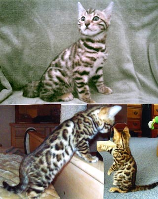 Bengal kittens for sale