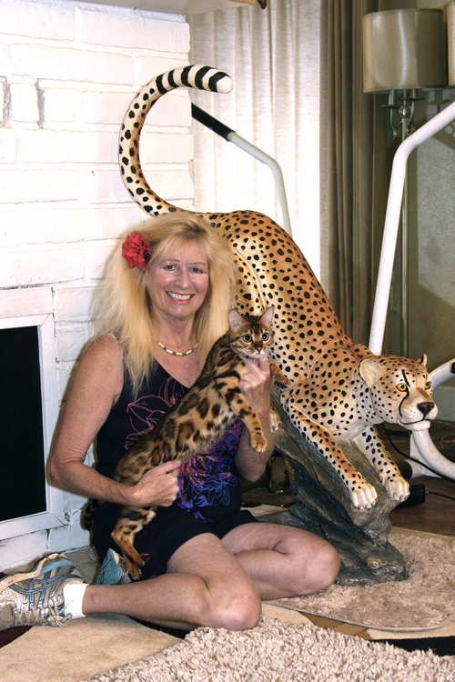 Champion Bengal Cat Ducati