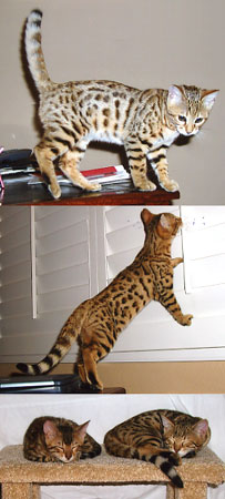 Bengal kittens for sale
