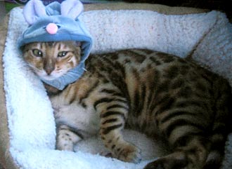 Bengal kittens for sale