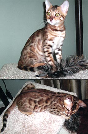 Bengal kittens for sale