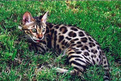 Bengal kittens for sale