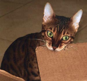 Bengal kittens for sale