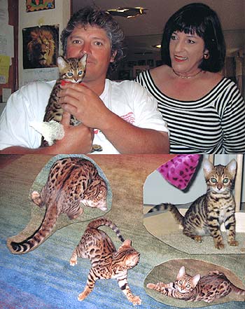 Bengal kittens for sale