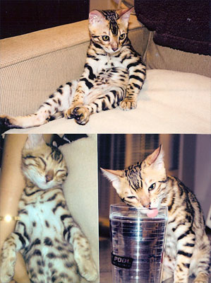 Bengal kittens for sale