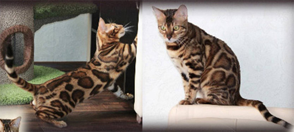 Bengal Cats