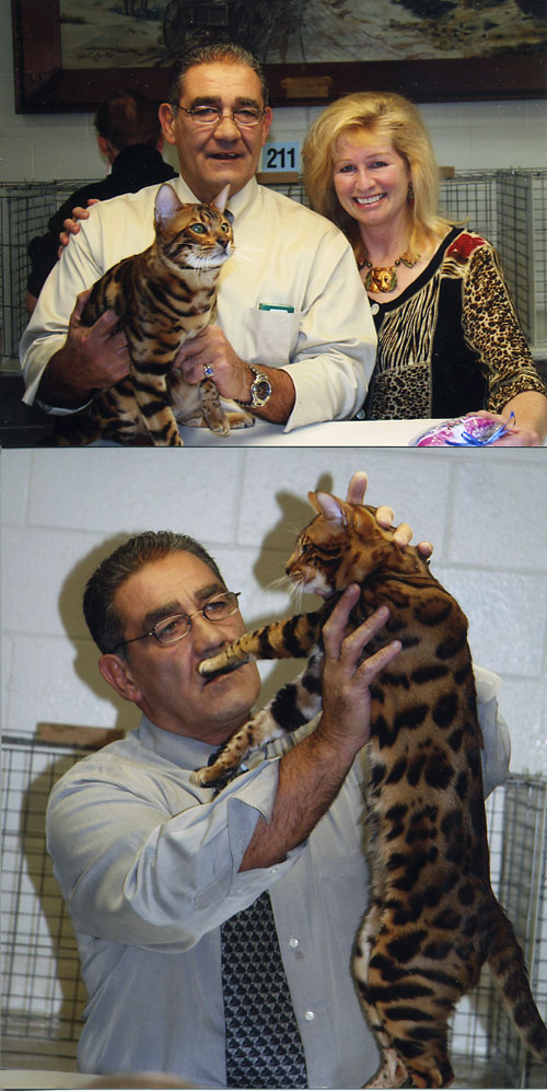 Bengal Cat Champion