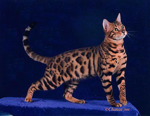 Bengal Cat