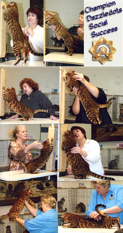 Champion Bengal Cat Dazzledots Social Success