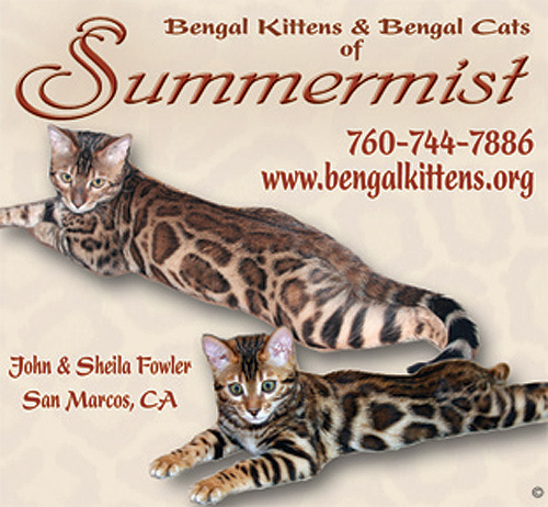 Champion Bengal Cat Ducati