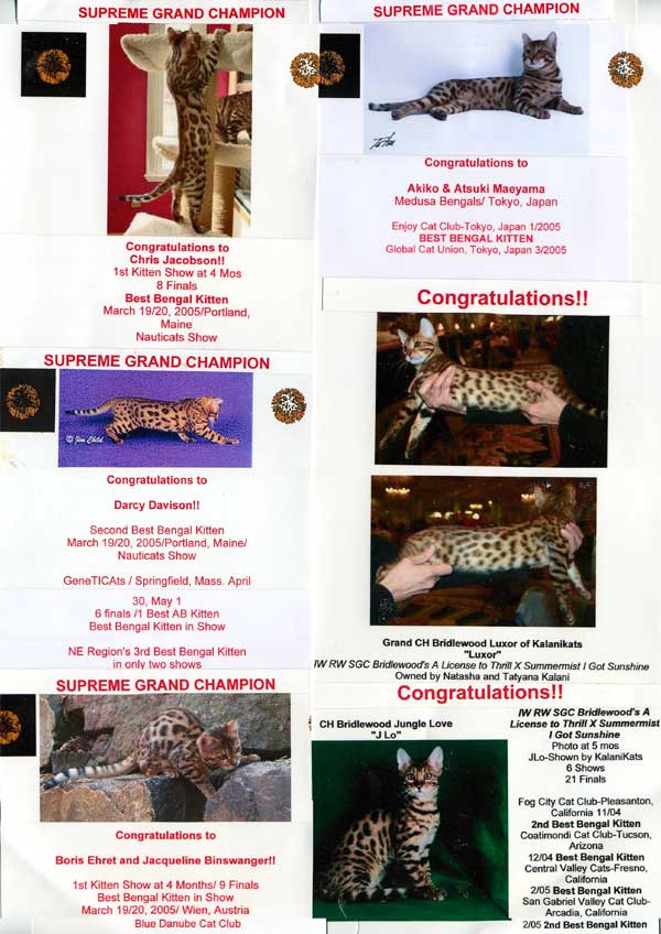 Bengal Champions