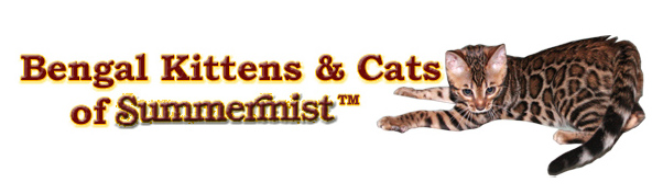 Bengal Kittens For Sale