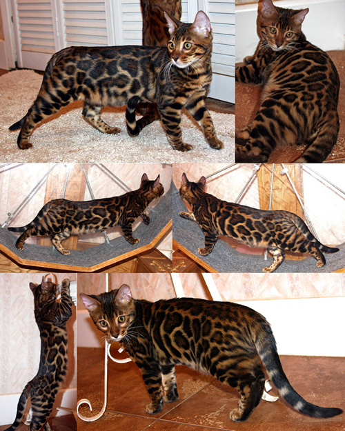 bengal cat exercise wheel