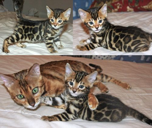 Bengal Cat