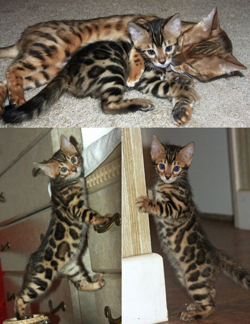 Bengal Cat