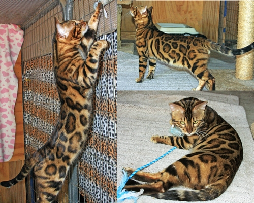 Bengal Kittens