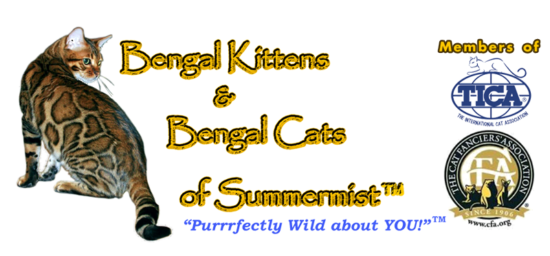 Bengal Kittens And Bengal Cats Of Summermist