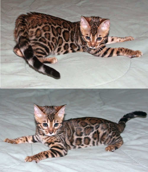 Bengal Kittens San Diego