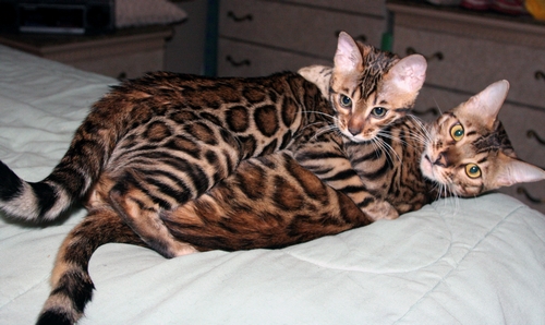 Bengal Kittens San Diego