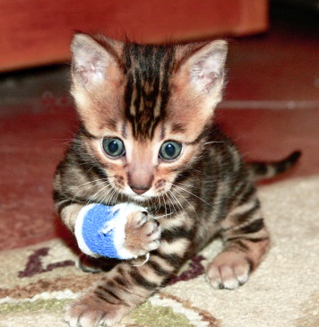 Bengal Kitten