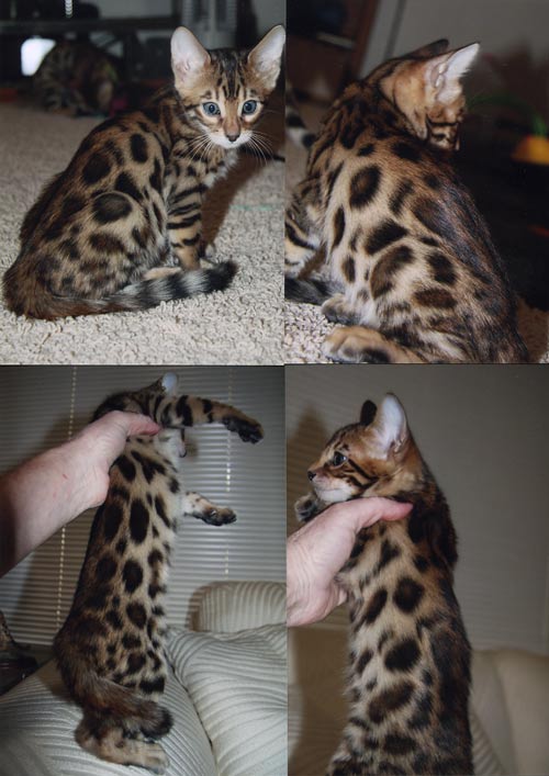 Bengal Cats For Sale! California Bengal Breeder!