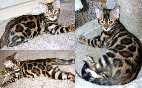 Bengal Kittens