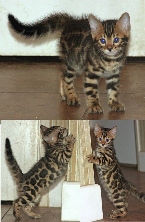 Bengal Kittens