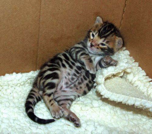 Bengal Cat