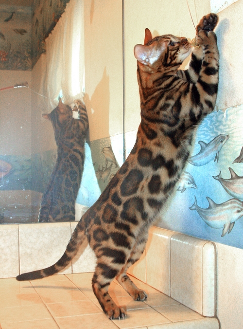 Bengal Kittens