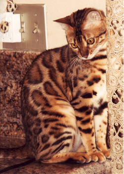 Bengals