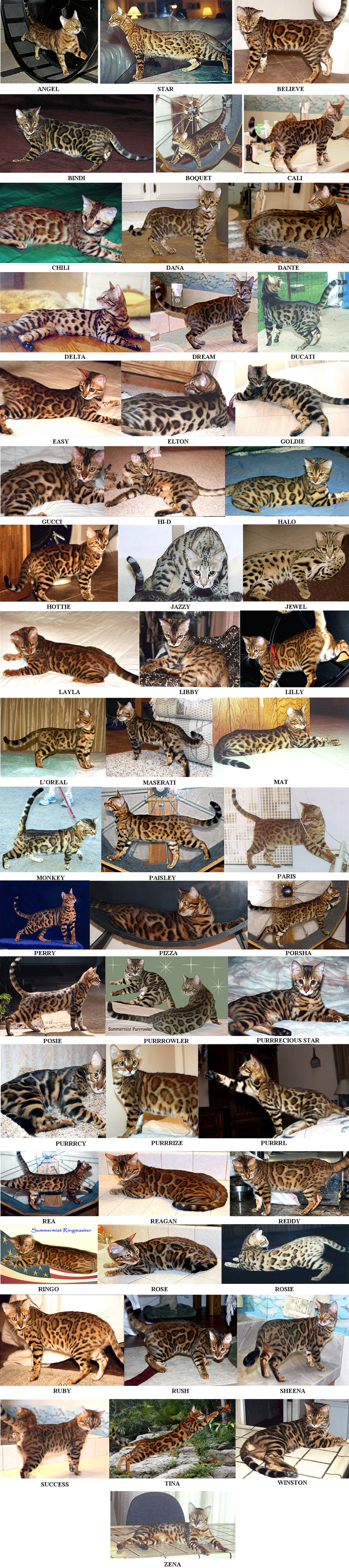 Bengal Kittens And Bengal Cats Of Summermist